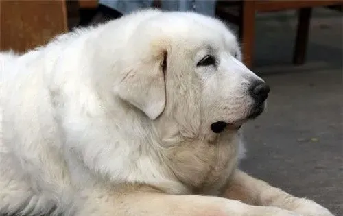 大白熊犬看家能力 看家能力中等具有辨识能力 | 大白熊犬