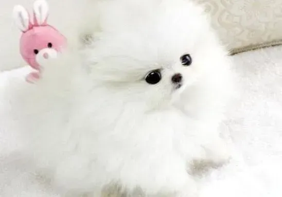 博美犬|博美犬的便便里有虫子，而且口吐黄水应如何医治