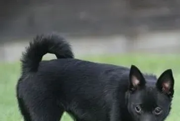 舒柏奇犬好养吗 注意饲养的小细节 | 舒柏奇犬