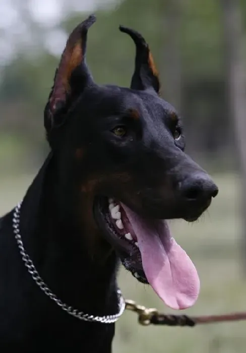 杜宾犬|给杜宾犬喂药片的小技巧