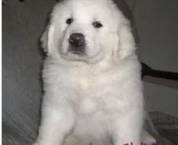 大白熊犬|充当心理医生 了解大白熊犬的心理想法