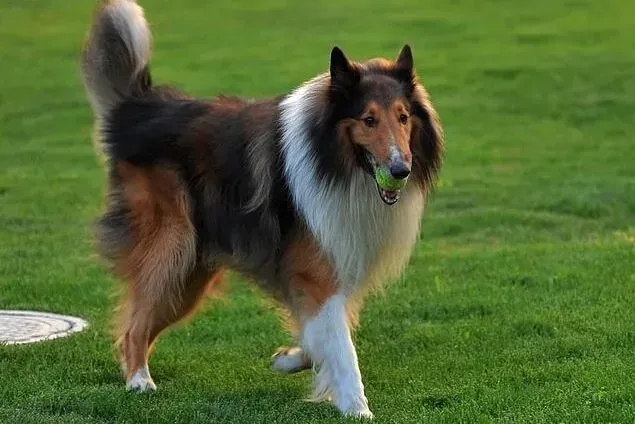 苏格兰牧羊犬|家庭小时工告诉你苏格兰牧羊犬耳朵痒怎么办