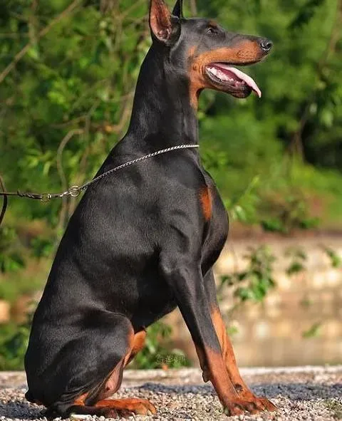 杜宾犬|杜宾犬的成长应该有哪些饮食