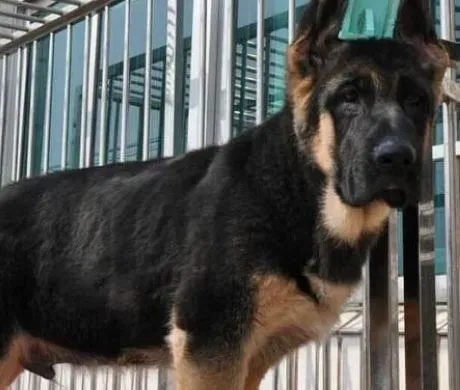 德国牧羊犬|德国牧羊犬在发情与配种时主人应该考虑哪些问题