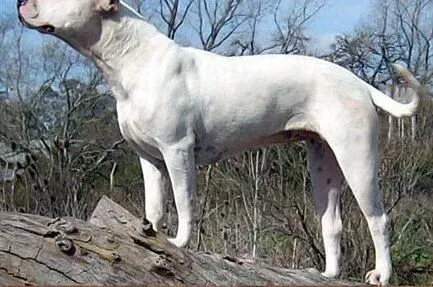 杜高犬|把握以下要领，给杜高犬洗澡不再是噩梦