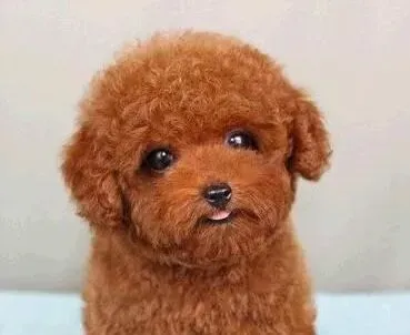 贵宾犬|日常生活中贵宾犬如果发热怎么办