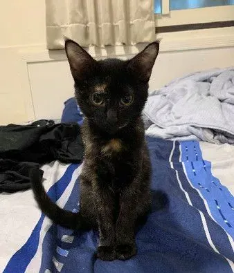 捣蛋喵变长颈族 大叫奴才赶快救驾！ | 猫