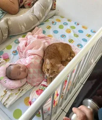 猫主子们陪伴小主人睡觉 网友直呼画面好疗愈！ | 猫