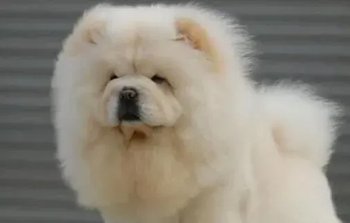 松狮犬|面对松狮犬对我们的热情拥抱时应该如何解决