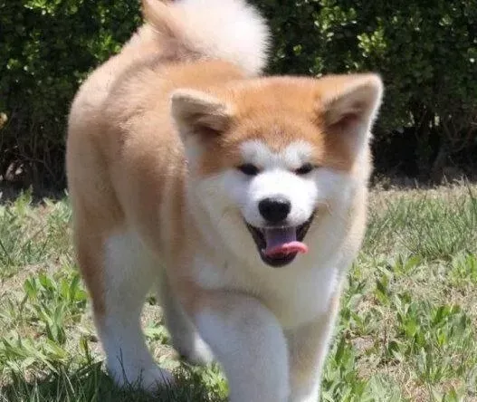 秋田犬|主人们给秋田犬留多长的指甲最合适
