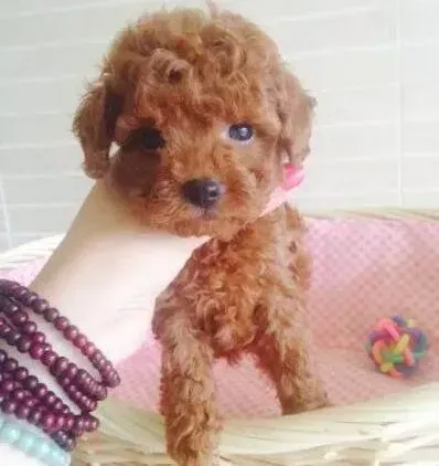 贵宾犬|贵宾犬最近不上厕所是什么原因