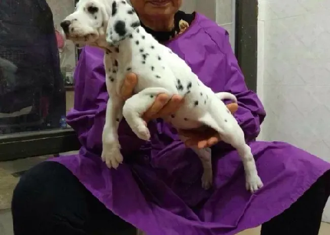 斑点狗|护理斑点狗幼犬我来给你支招