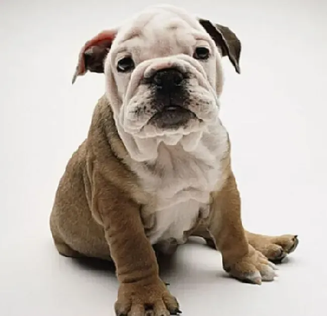 英国斗牛犬|斗牛犬的眼皮下面长了一个红疙瘩是什么东西