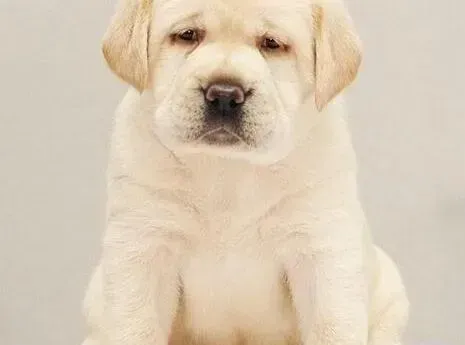 拉布拉多|健康排查 拉布拉多犬的通病有哪些方面