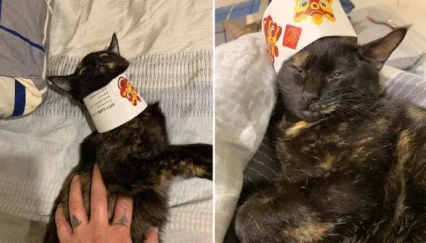 捣蛋喵变长颈族 大叫奴才赶快救驾！ | 猫