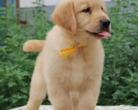 金毛|我家金毛犬越大越不乖是为什么