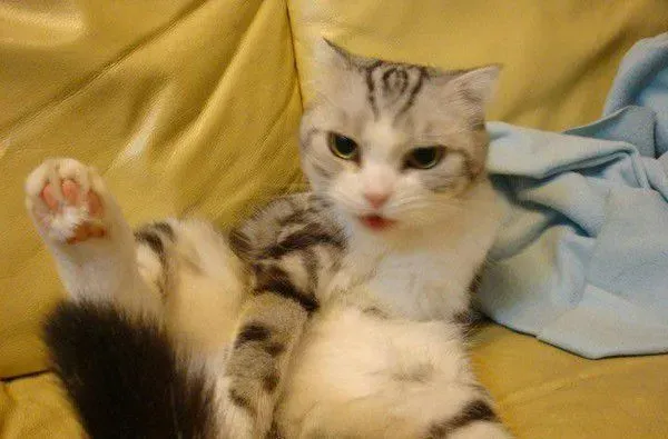 爱猫献上死亡壁虎 怕它伤心爸爸假装开心吃掉
