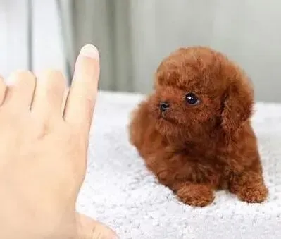 贵宾犬|夏季带贵宾犬散步时要注意的事项