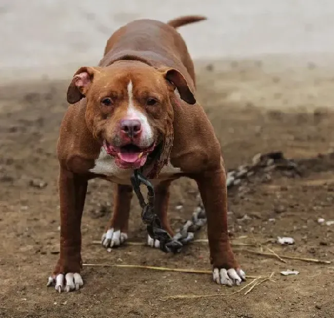 比特犬|比特犬脖子上出现很多红点是什么问题