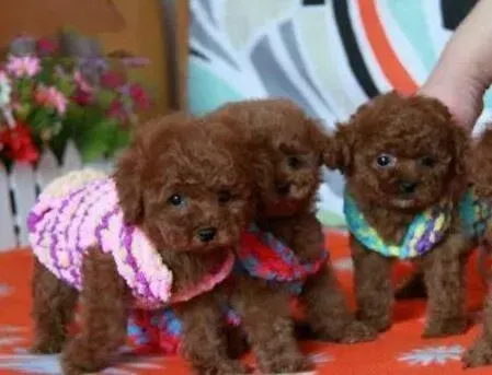 贵宾犬|贵宾犬来完月经食欲不好还呕吐是怎么回事