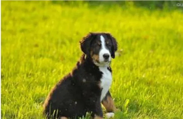 伯恩山犬多大 伯恩山犬身高在50到70厘米 | 伯恩山犬
