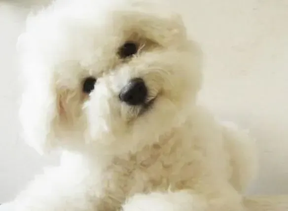 比熊犬|如何训练比熊犬站姿才能让它赢得比赛
