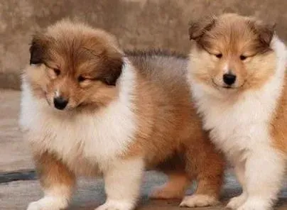 苏格兰牧羊犬|苏格兰牧羊犬一直咳嗽有痰是怎么回事
