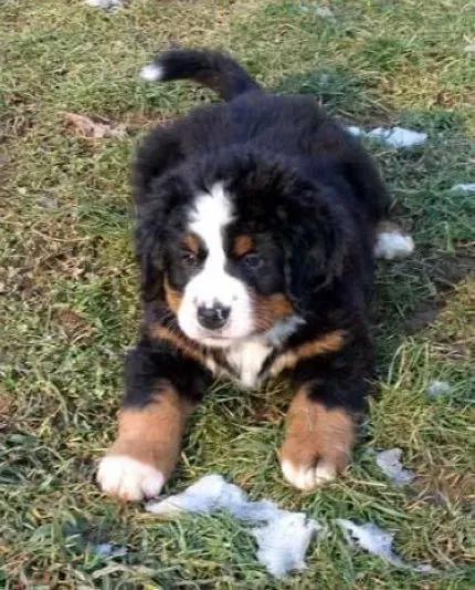 伯恩山犬|伯恩山犬刚到家不能够过量吃东西