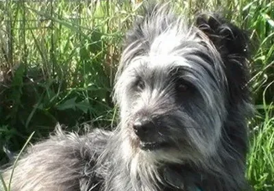比利牛斯牧羊犬的性格 该犬充满活力 | 比利牛斯牧羊犬