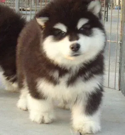 阿拉斯加犬|阿拉斯加犬最近耳毛太多 如何给它拔耳毛