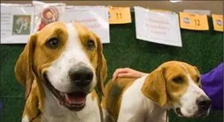 哈利犬能追上野兔吗 哈利犬是可以追上野兔的 | 哈利犬