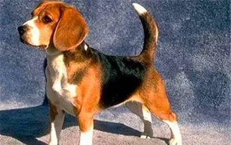 哈利犬能追上野兔吗 哈利犬是可以追上野兔的 | 哈利犬