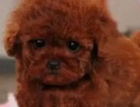 泰迪犬|宠物教练支招 快速纠正泰迪犬的不听话行为