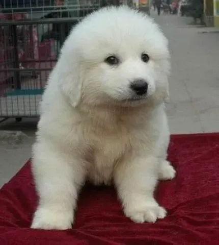 大白熊犬|大白熊幼犬的喂养细则介绍