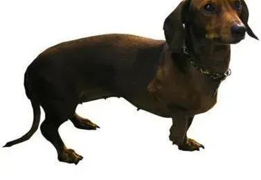 腊肠犬|轻松解决腊肠犬洗澡难的问题