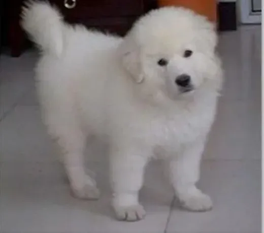 大白熊犬|狗狗专家告诉你如何正确给大白熊犬洗澡