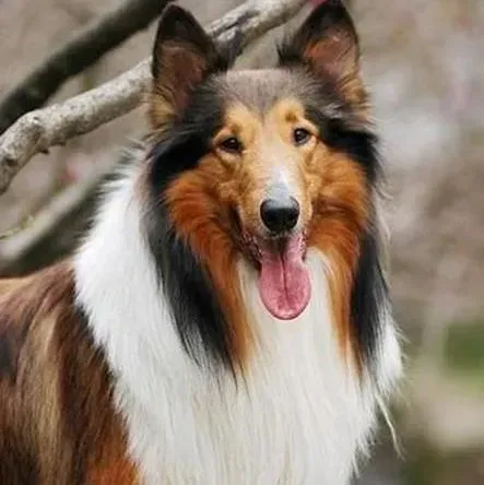苏格兰牧羊犬|把苏格兰牧羊犬训练好带来的十大好处