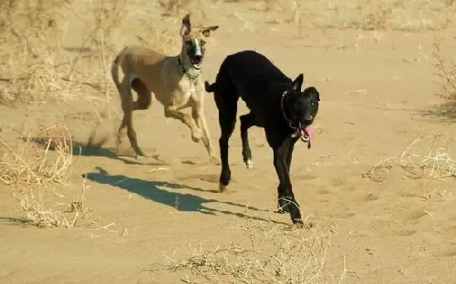 格力犬|格力犬有点拉稀，没事吧