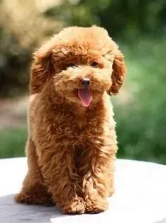 贵宾犬|家庭小药箱 主人们应给贵宾犬准备哪些药品