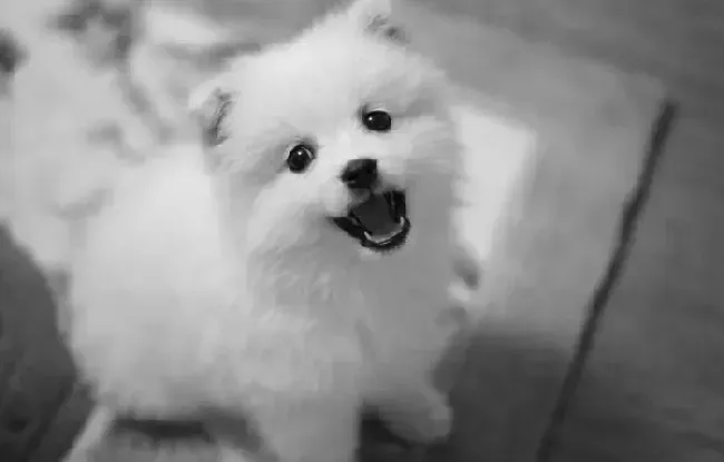 银狐犬|如何解决银狐犬吃便便的问题