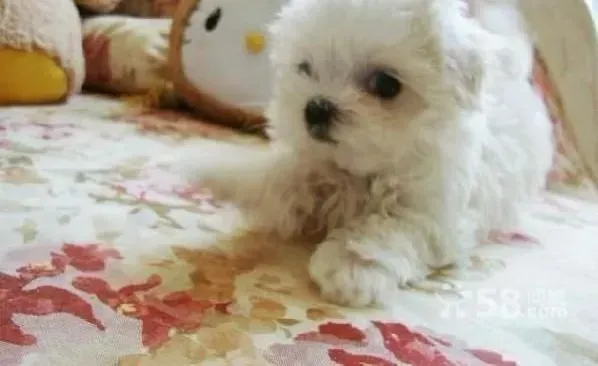 马尔济斯|马尔济斯犬换牙期如何减少长牙的疼痛