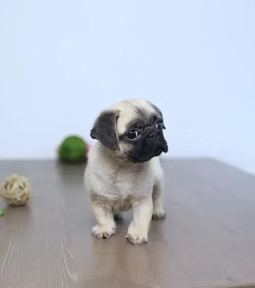 巴哥犬|巴哥犬为什么在睡觉时总会尿床