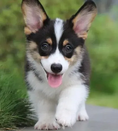 柯基犬|柯基犬过多的食用鸡肝会出现哪些疾病