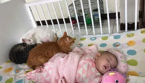猫主子们陪伴小主人睡觉 网友直呼画面好疗愈！ | 猫