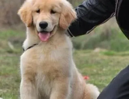 金毛|养生食补 给金毛犬增添补品要适当