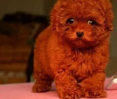 泰迪犬|养好泰迪犬有哪些你所不知道的要素