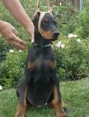 杜宾犬|爱它就抱抱它 不同体型的杜宾犬如何正确的抱它