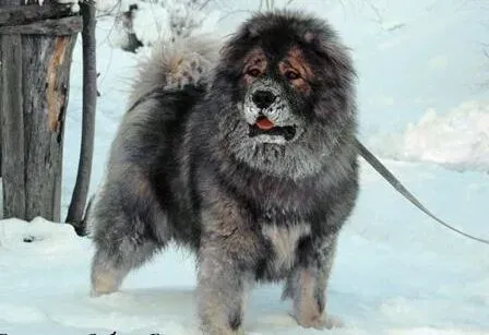 高加索犬|高加索犬细小病毒的高效治疗法