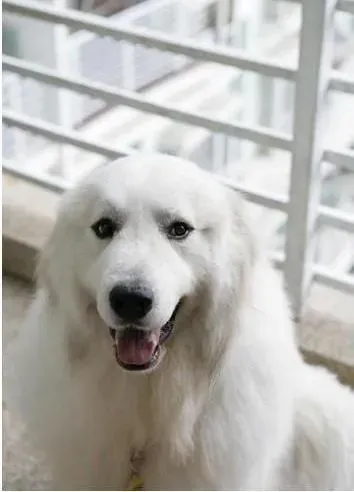 大白熊犬|让大白熊幼犬爱上吃狗粮的绝招