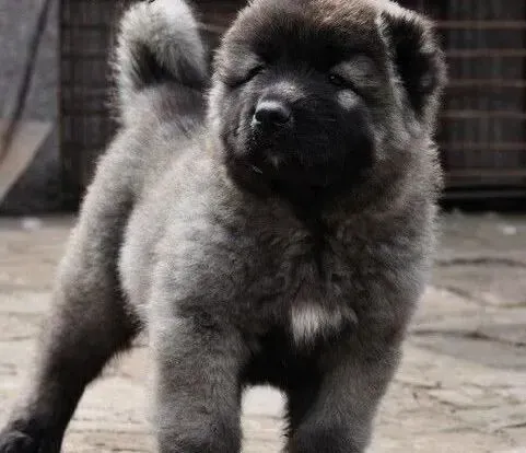 高加索犬|主人要慎防带高加索犬出游的误区
